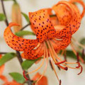 Lanciflorium Splendens - Tiger Lily