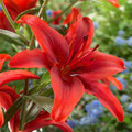 Red Power - Asiatic Lilium 