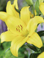 Yellow Power - Asiatic Lilium