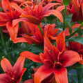 Red Twin - Double Asiatic Lilium