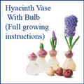 Hyacinth Vase with Bulb
