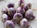 Garlic - New Zealand Purple