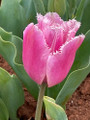 Fringed Family- Fringed Tulip