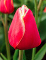 Bulk Tulips - Karlyn