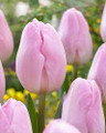 Bulk Tulips - Barcelona Beauty Triumph Tulip