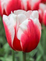Dutch Design -Triumph Tulip