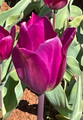 Heydar -Triumph Tulip