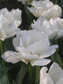 Bulk Tulips - White Heart  Double Tulip