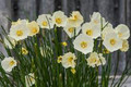 Spoirot - Miniature Daffodil