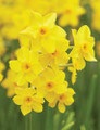 Baby Boomer - Happy Daffodil