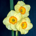 Moon Raker - Multi-Headed Daffodil