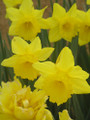 Yellow Trumpet - Single Daffodil