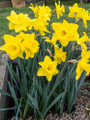 Gold Rush - Single Daffodil