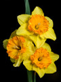 Sundowner - Single Daffodil