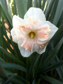 Pink Wonder - Single Daffodil