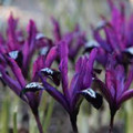Reticulata Pauline (Dwarf Iris)