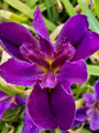 Lakehouse Amazing Grace - Louisiana Iris
