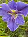 Lakehouse Supurb - Louisiana Iris