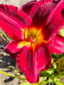 Donna Mead - Classic Daylily