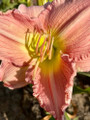 Dream a While - Standard Daylily