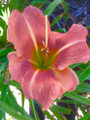 Candid Colours - Standard Daylily