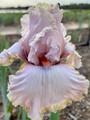 Lady Jane - Bearded Iris