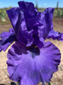 Temptone - Bearded Iris