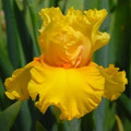 C'mon Llyeton - Bearded Iris