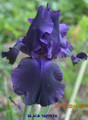 Black Taffeta - Bearded Iris