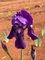 Midnight Blue - Bearded Iris