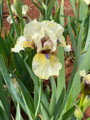 Green & Gifted - Bearded Iris