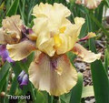 Thornbird - Bearded Iris
