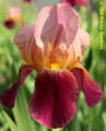 Indian Chief - Bearded Iris