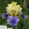 Edith Wolford - Bearded Iris