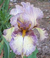 Silver Stitch - Bearded Iris