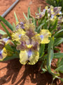 Glint  - Dwarf Bearded Iris 
