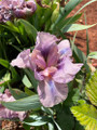 Unnamed Dwarf Bearded Iris Collection