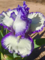 Star of the Morn - Bearded Iris