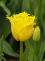 Crystal Star - Fringed Tulip