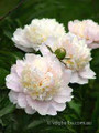 Shirley Temple - Herbaceous Peony Roses