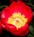 Flame - Herbaceous Peony Roses