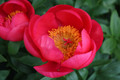 Flame - Herbaceous Peony Roses