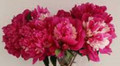 Spangle - Herbaceous Peony Roses