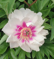 Raggedy Anne - Itoh Peony Roses