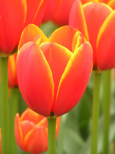 World Favourite Darwin Hybrid Tulips With A Difference