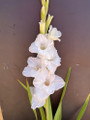 Flevo Snow - Gladiolus
