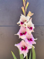Amber Mistique - Gladiolus