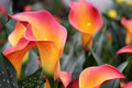 Morning Sun - Calla Lilies