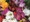 Single Freesias