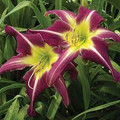 Peacock Maiden - Daylily
